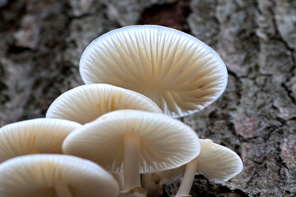 paddenstoel paddenstoelen paddestoel paddestoelen schimmel zwam schimmels zwammen hdr paddo paddos champignon champignons herfst najaar
